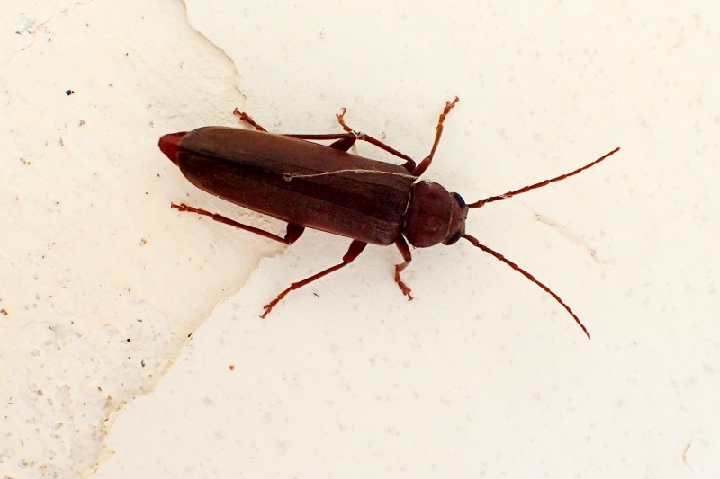 Cerambycidae: Tetropium castaneum? No, Arhopalus sp.